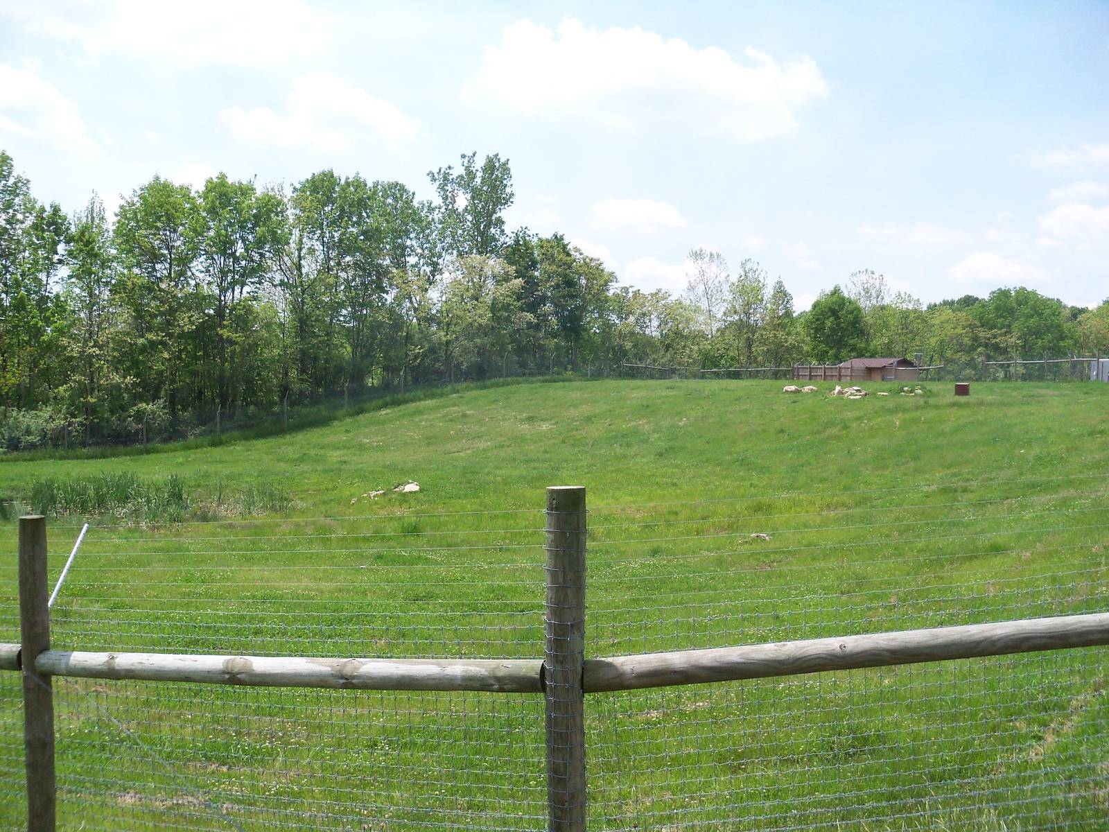 African Wild Dog Enclosure