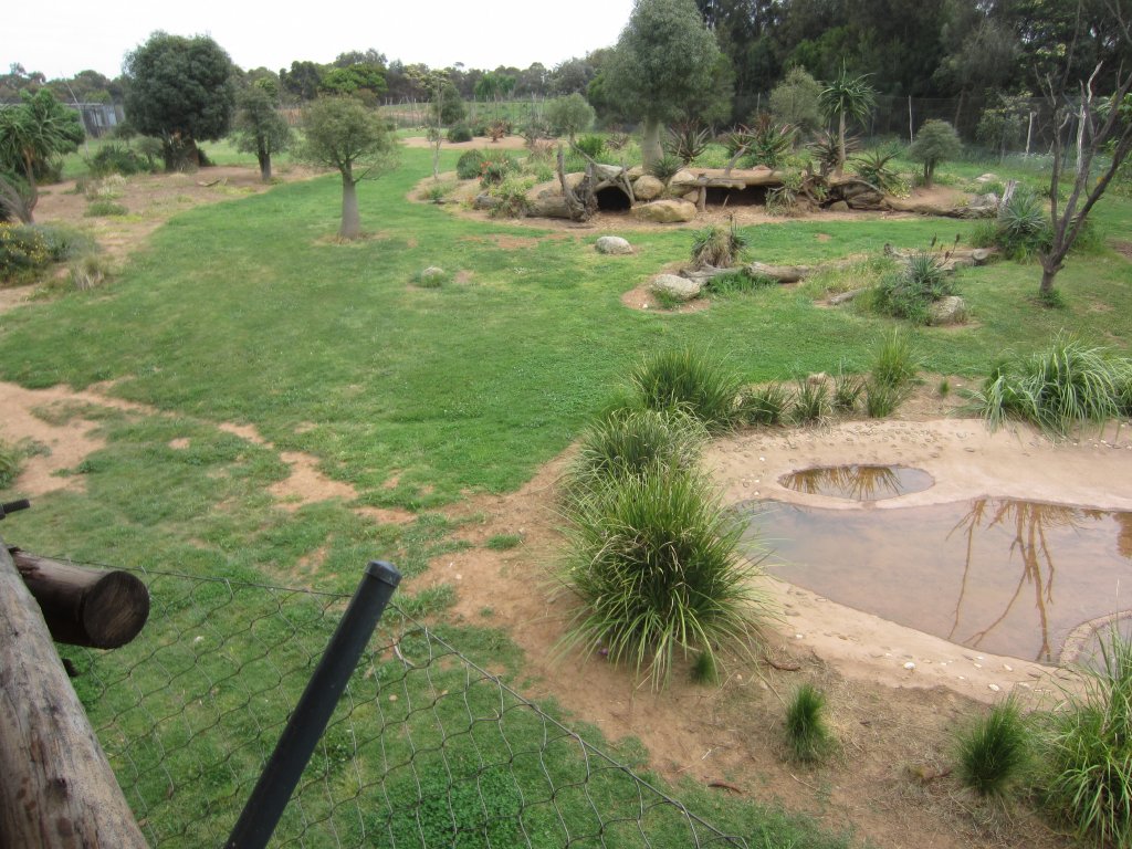 African Wild Dog enclosure