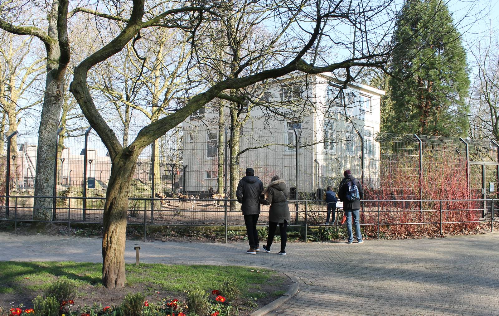 African wild dog enclosure