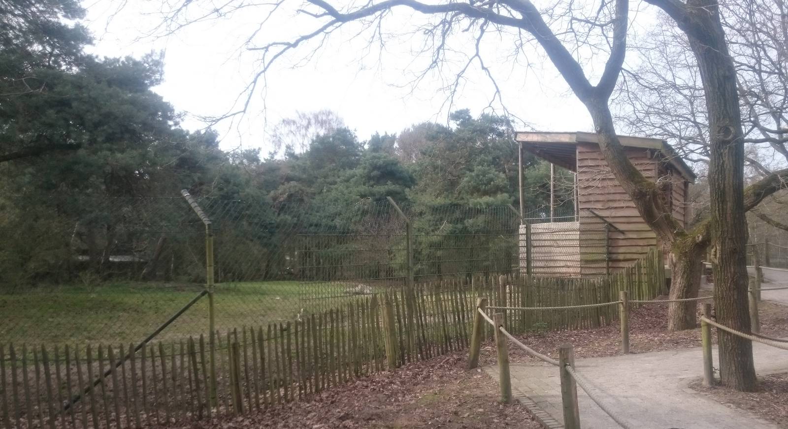 African wild dog enclosure