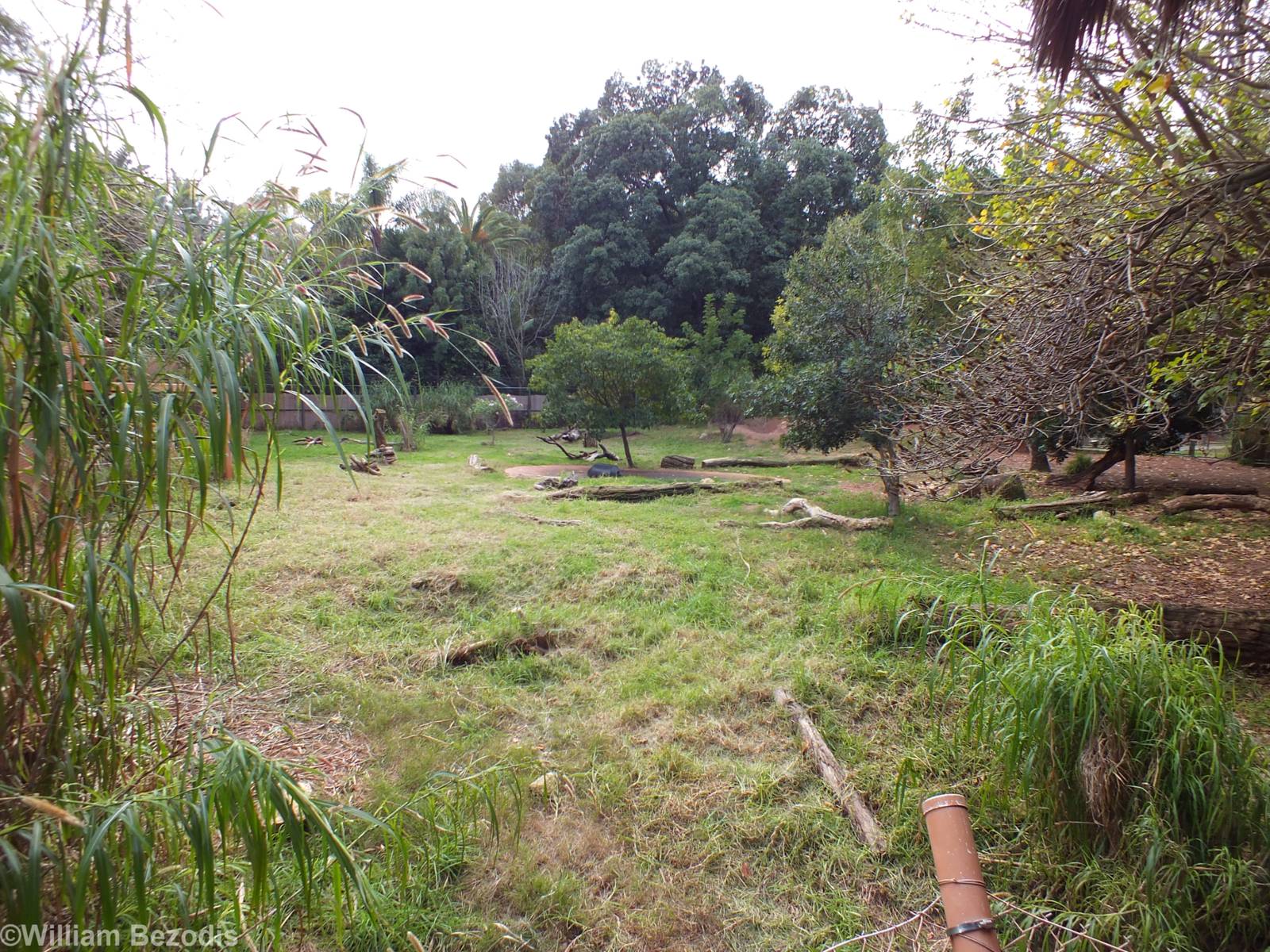 African Wild Dog Enclosure