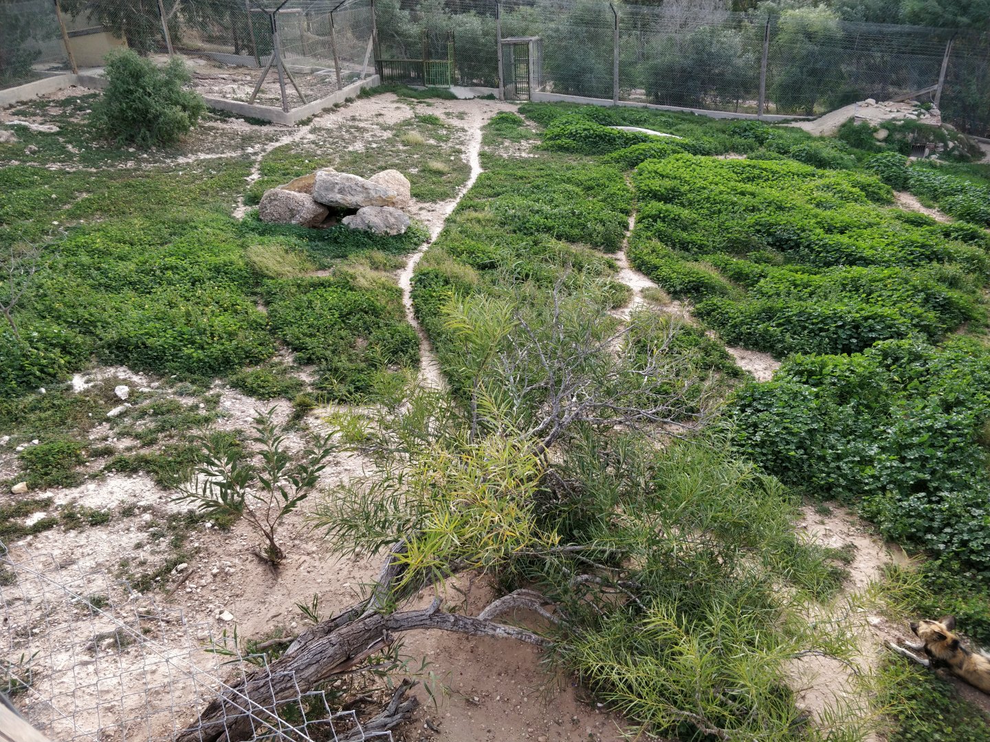 african wild dog enclosure