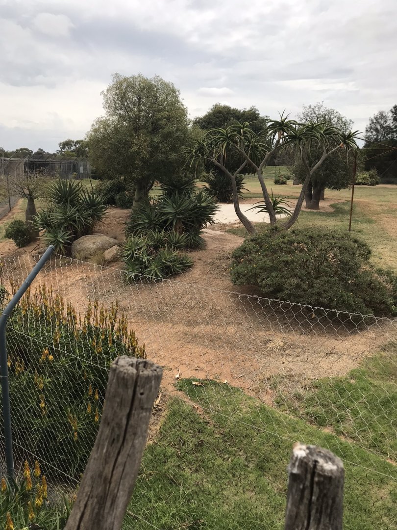 African wild dog enclosure