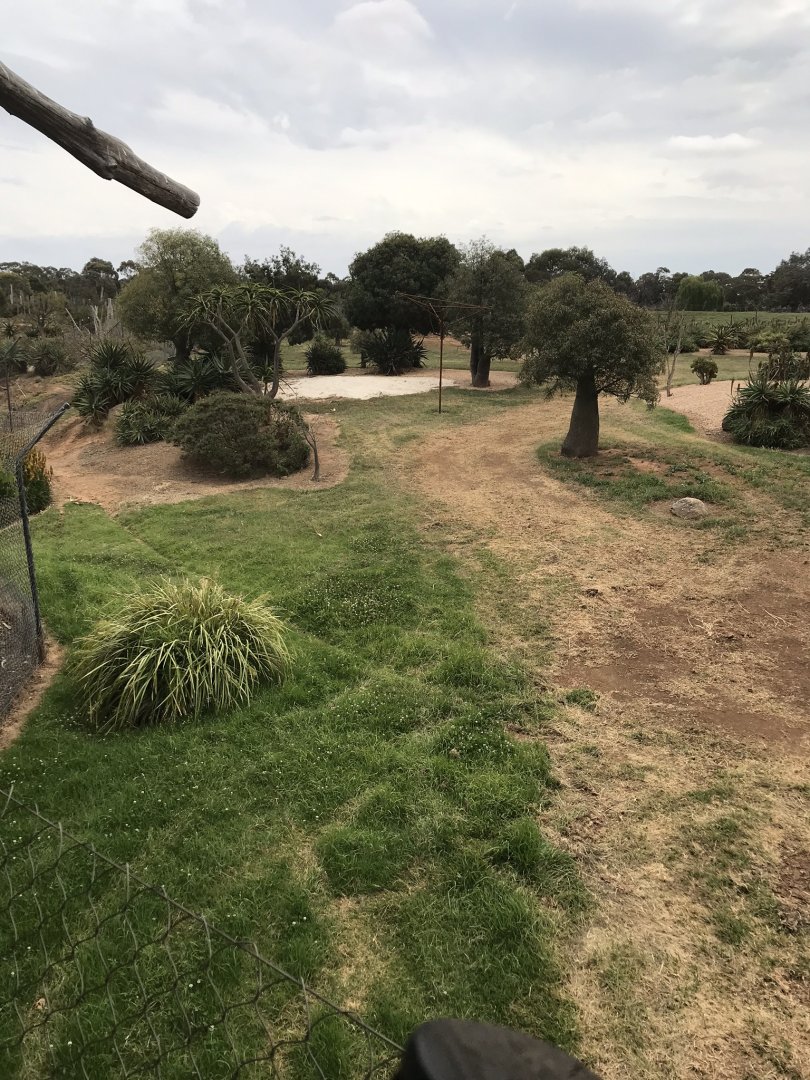 African wild dog enclosure