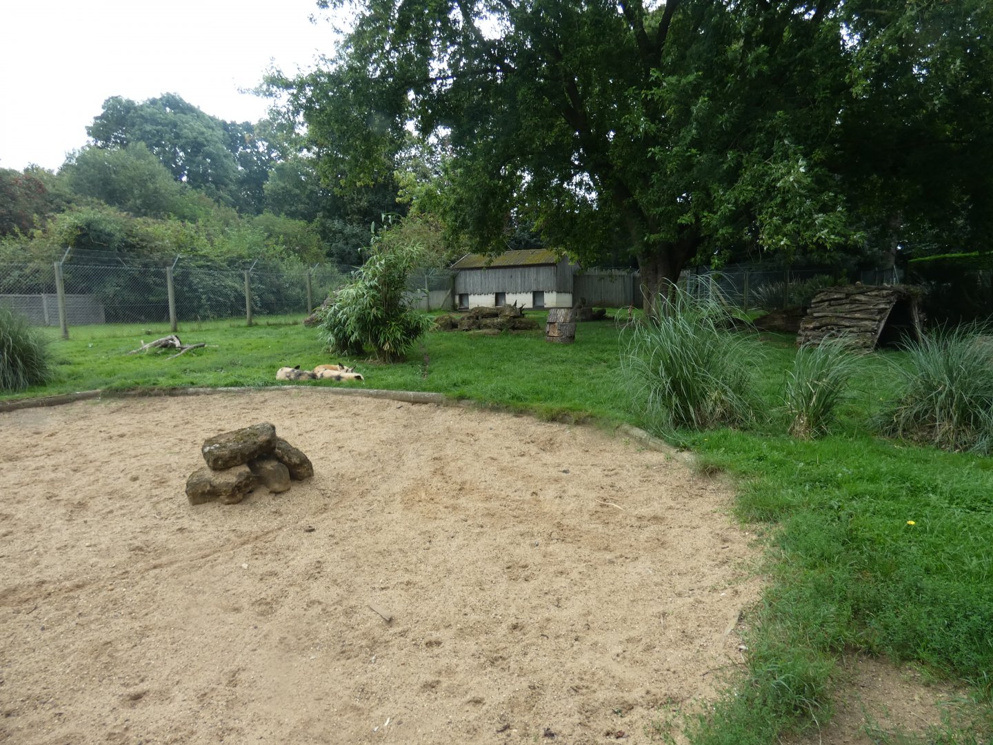 African wild dog enclosure