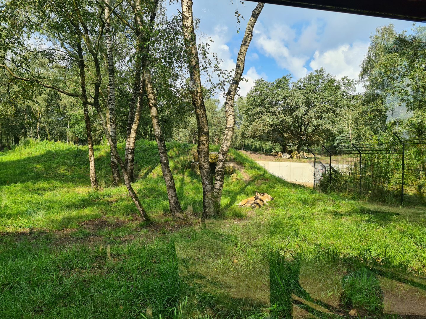 African wild dog enclosure