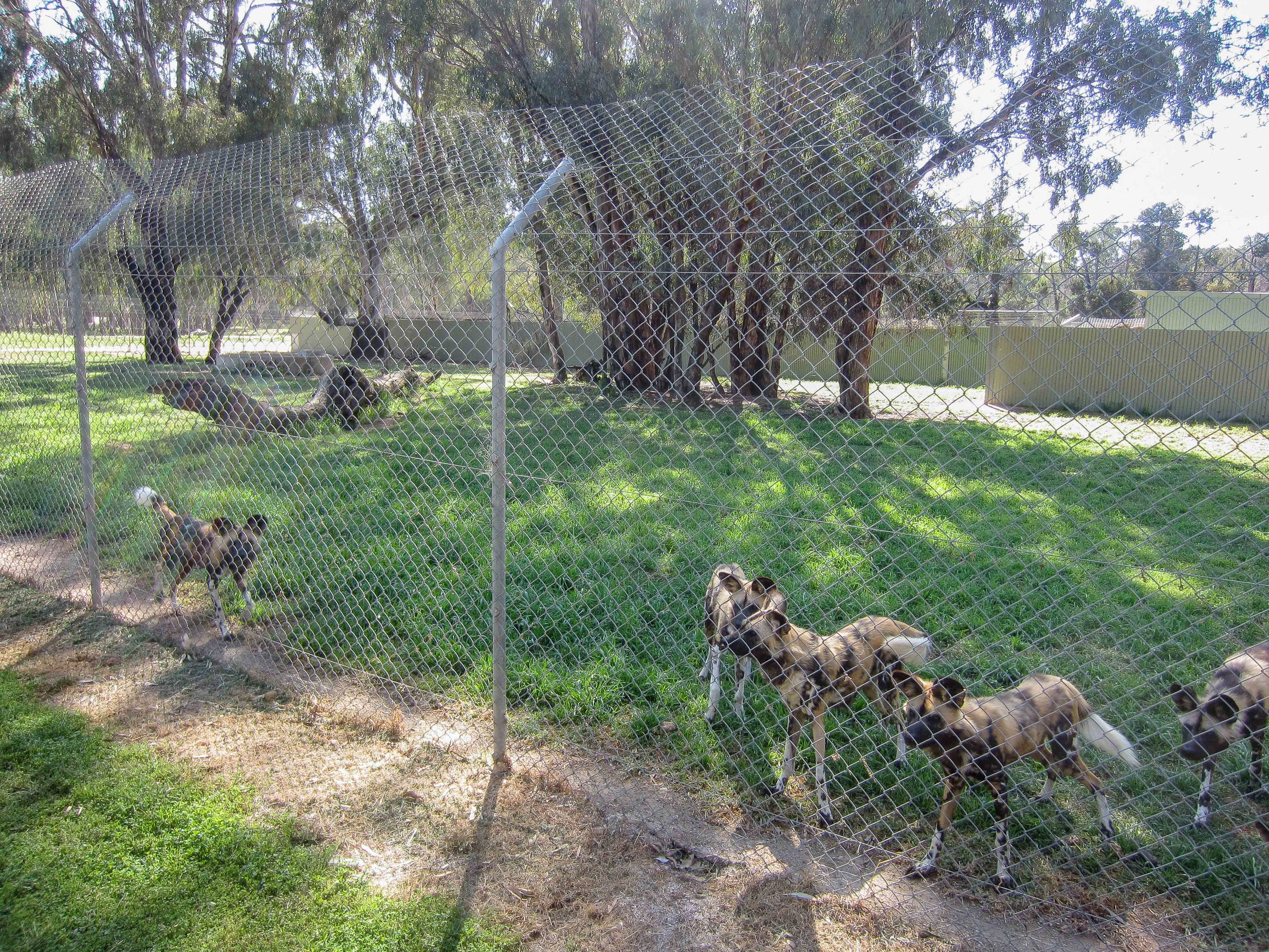 African Wild Dog enclosure