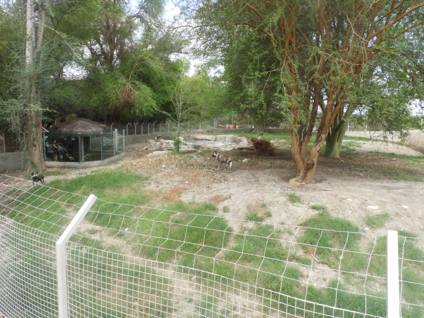 African wild dog enclosure