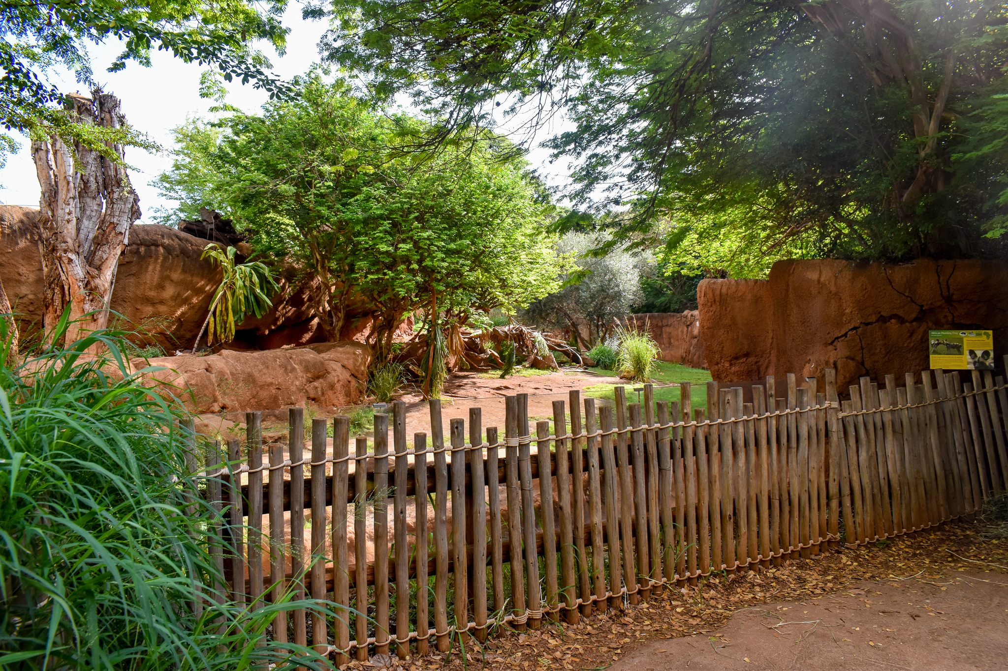 African wild dog enclosure