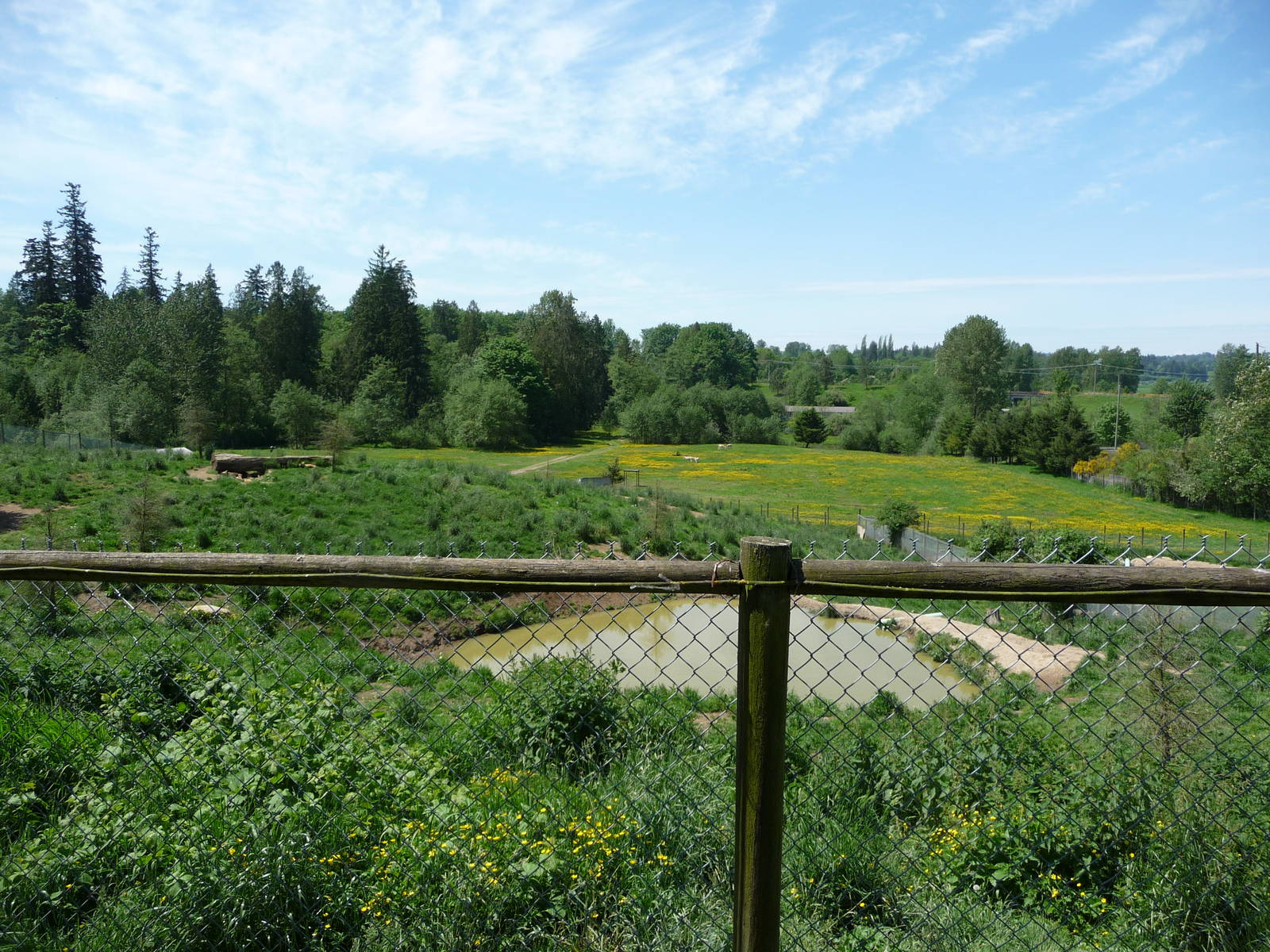 African Wild Dog Enclosure