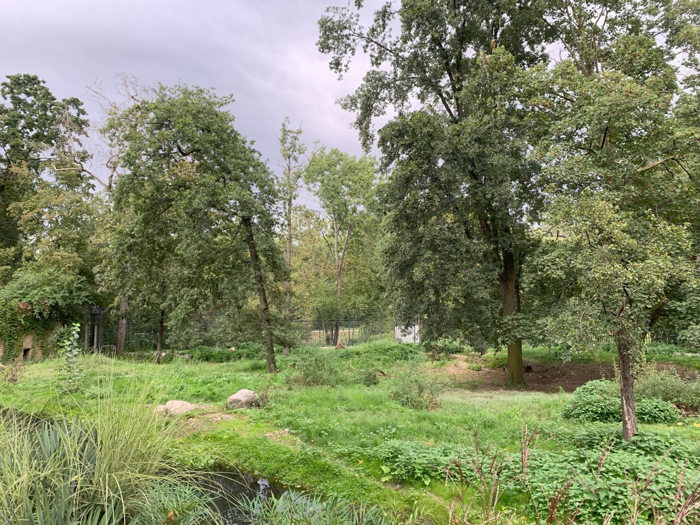 African Wild Dog enclosure