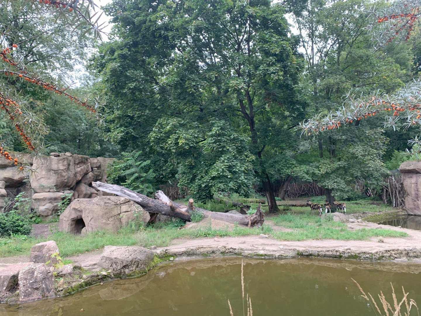 African Wild Dog enclosure