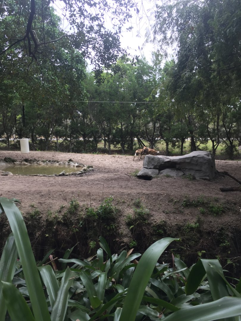 African Wild Dog Enclousere