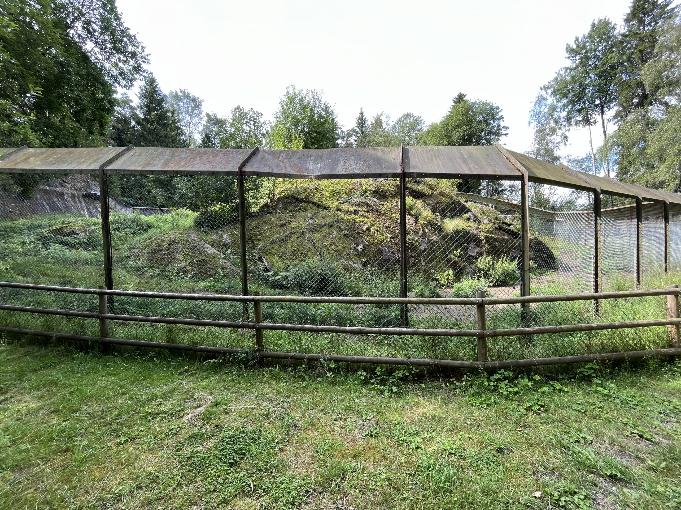 African Wild Dog Exhibit #1