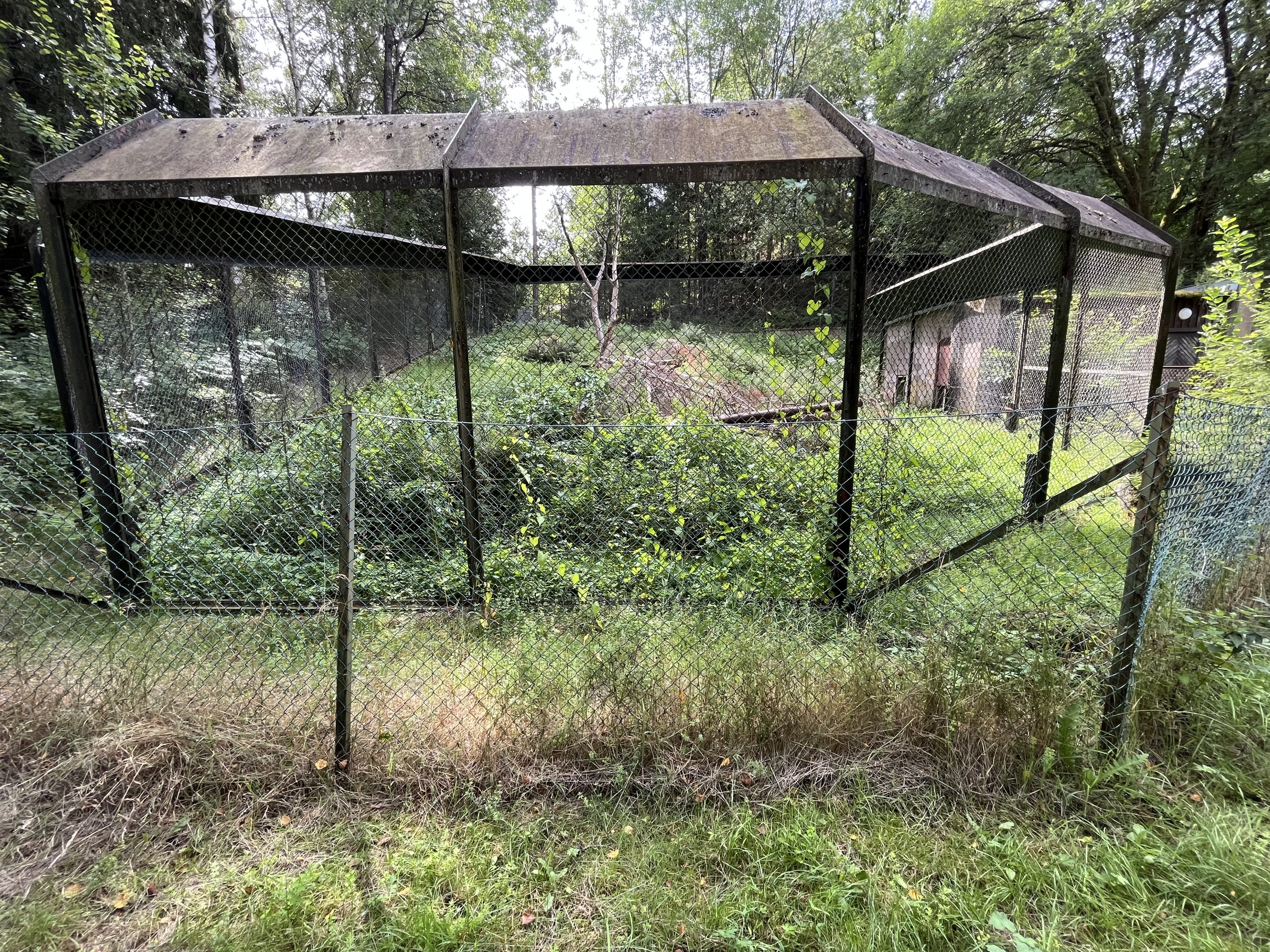 African Wild Dog Exhibit #1