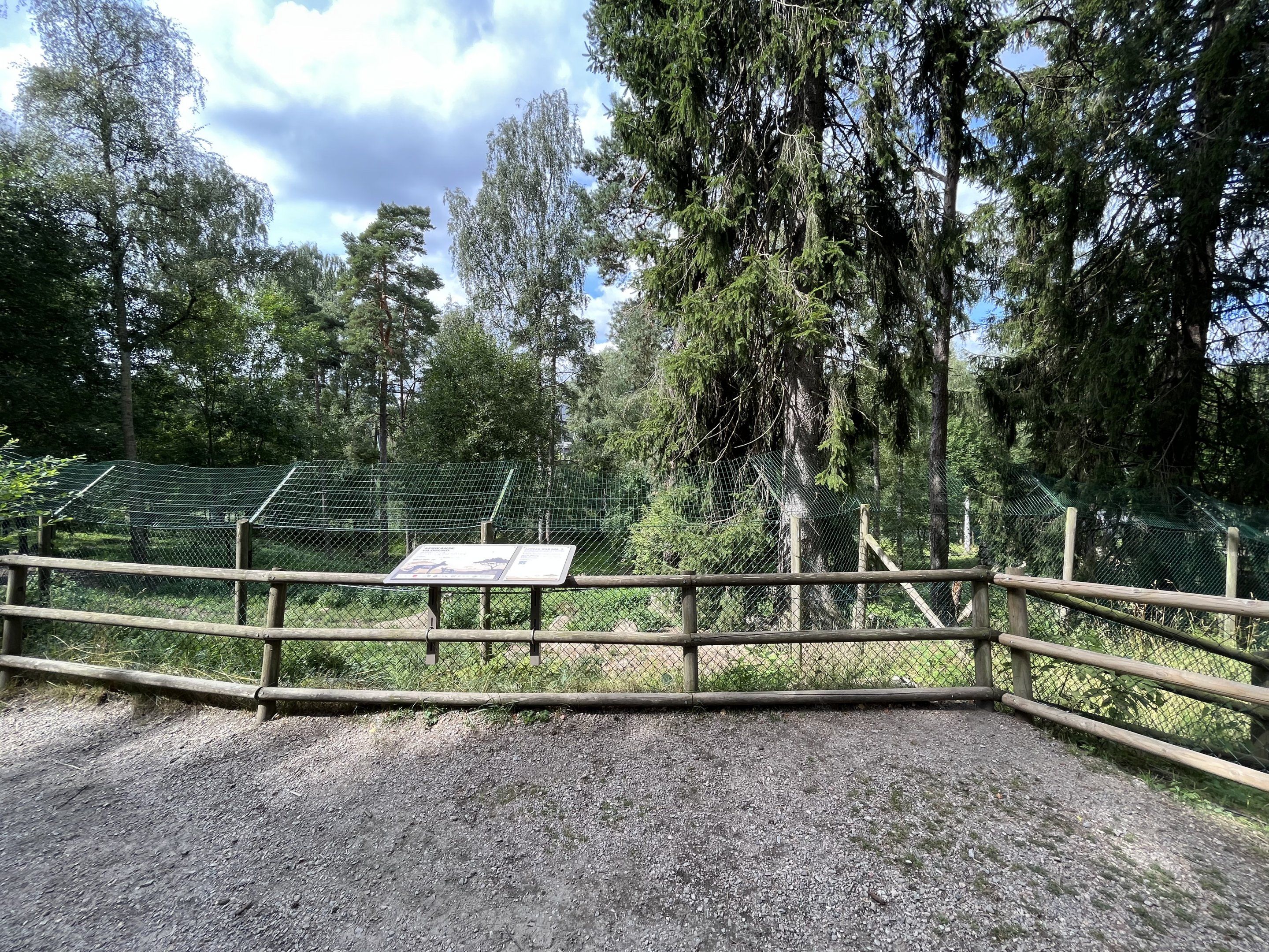 African Wild Dog Exhibit #2