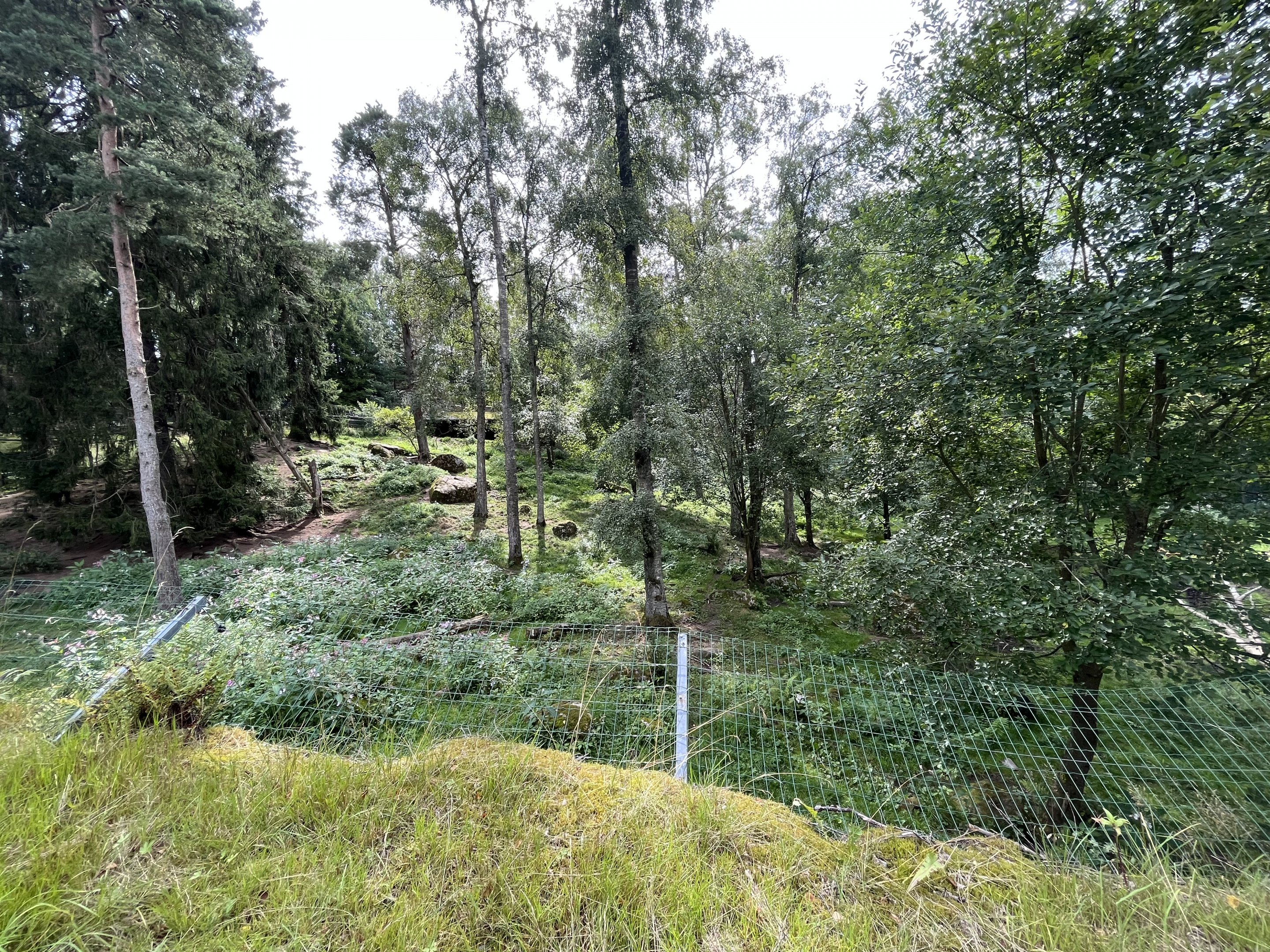 African Wild Dog Exhibit #2