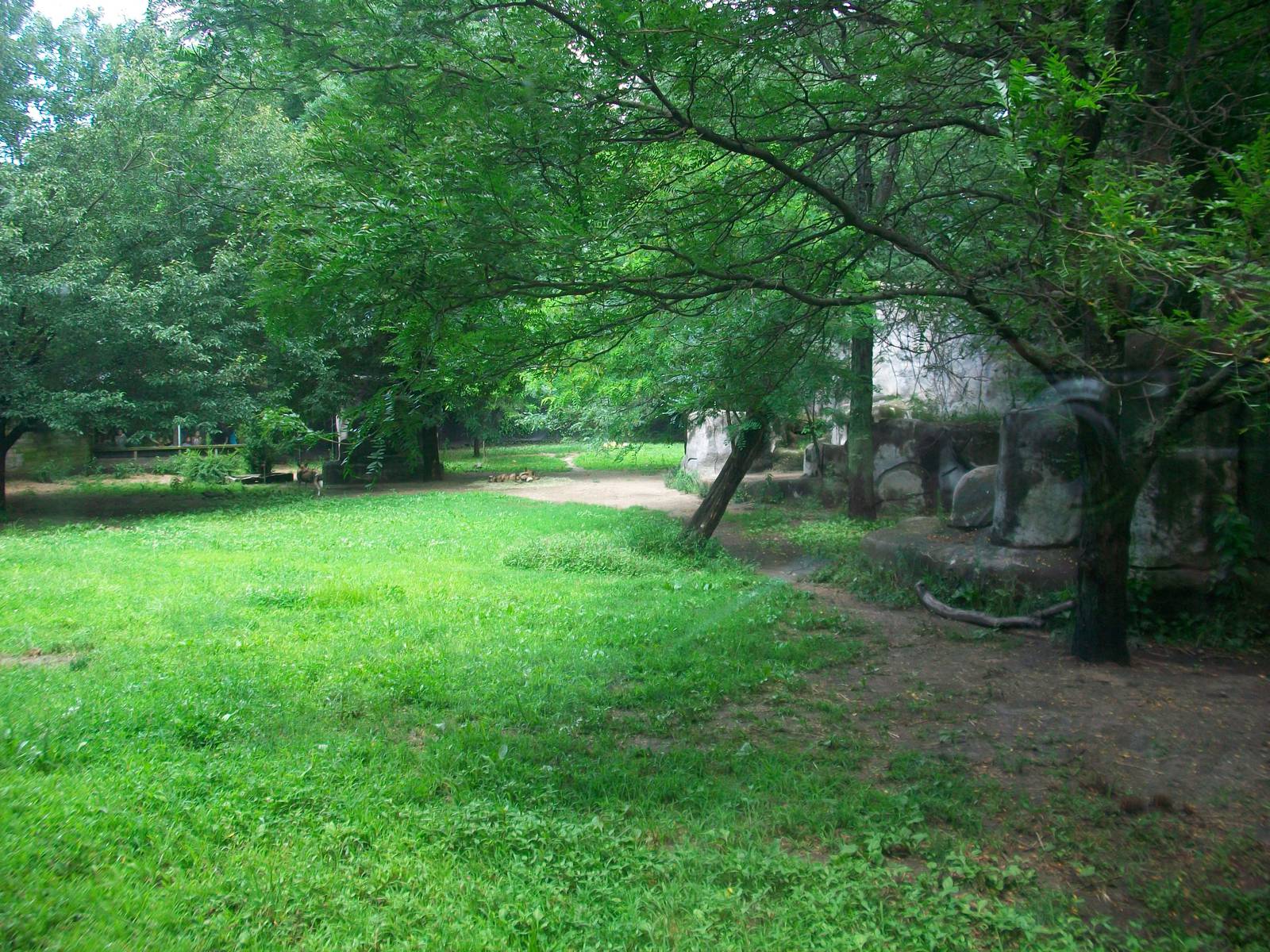 African Wild Dog Exhibit - 2009