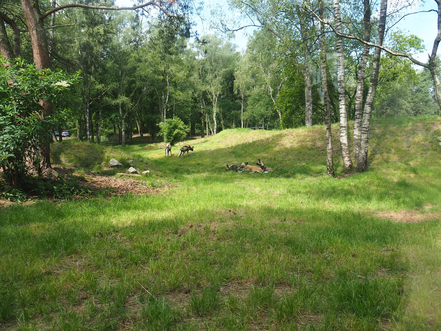 African wild dog exhibit, 2022-06-12