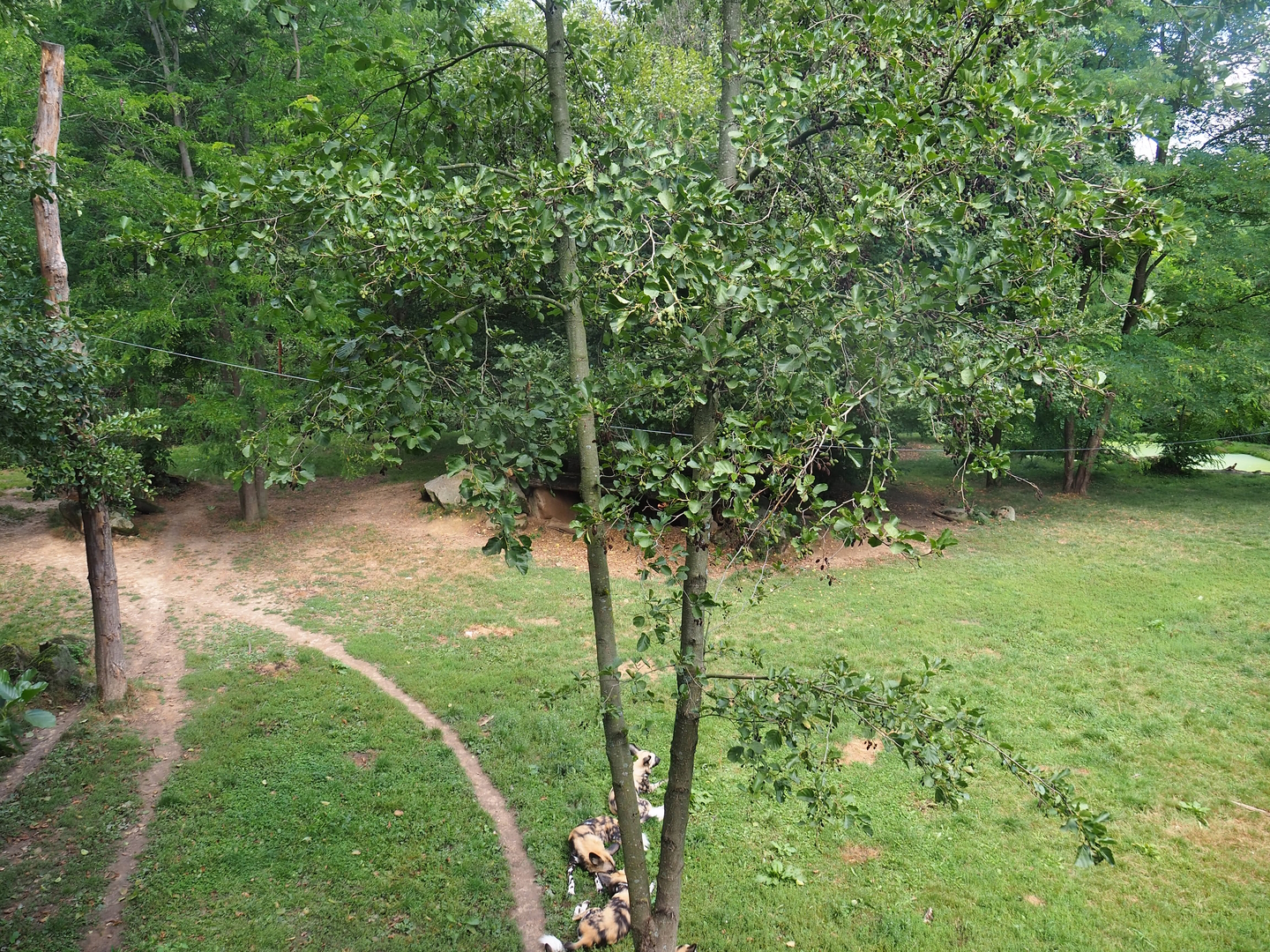 African wild dog exhibit, 2022-08-20