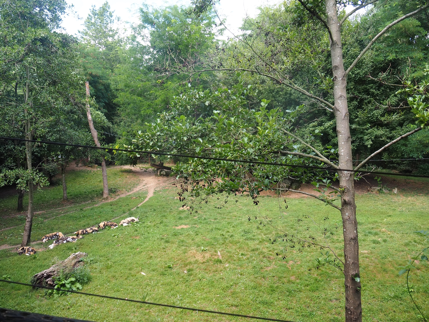 African wild dog exhibit, 2022-08-20