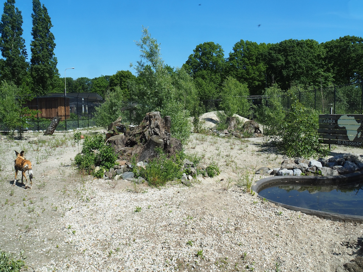 African wild dog exhibit, 2023-05-31