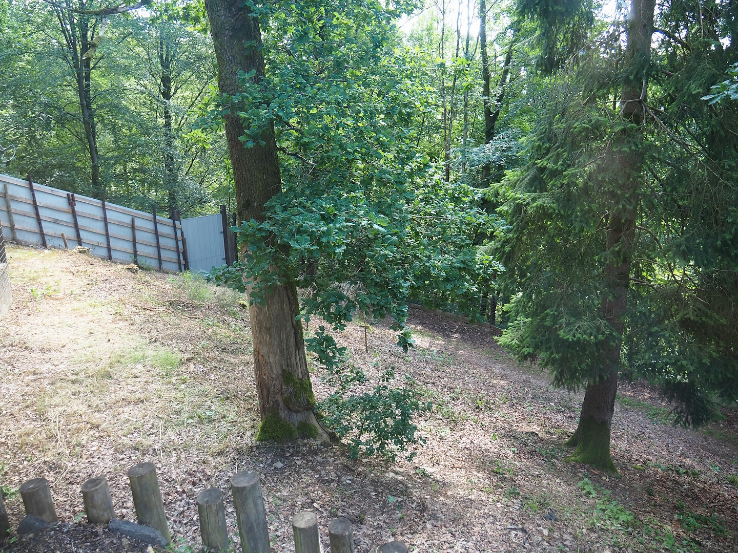 African wild dog exhibit, 2023-06-24