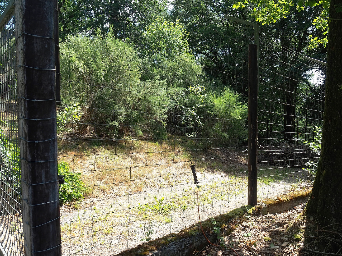 African wild dog exhibit, 2023-06-24