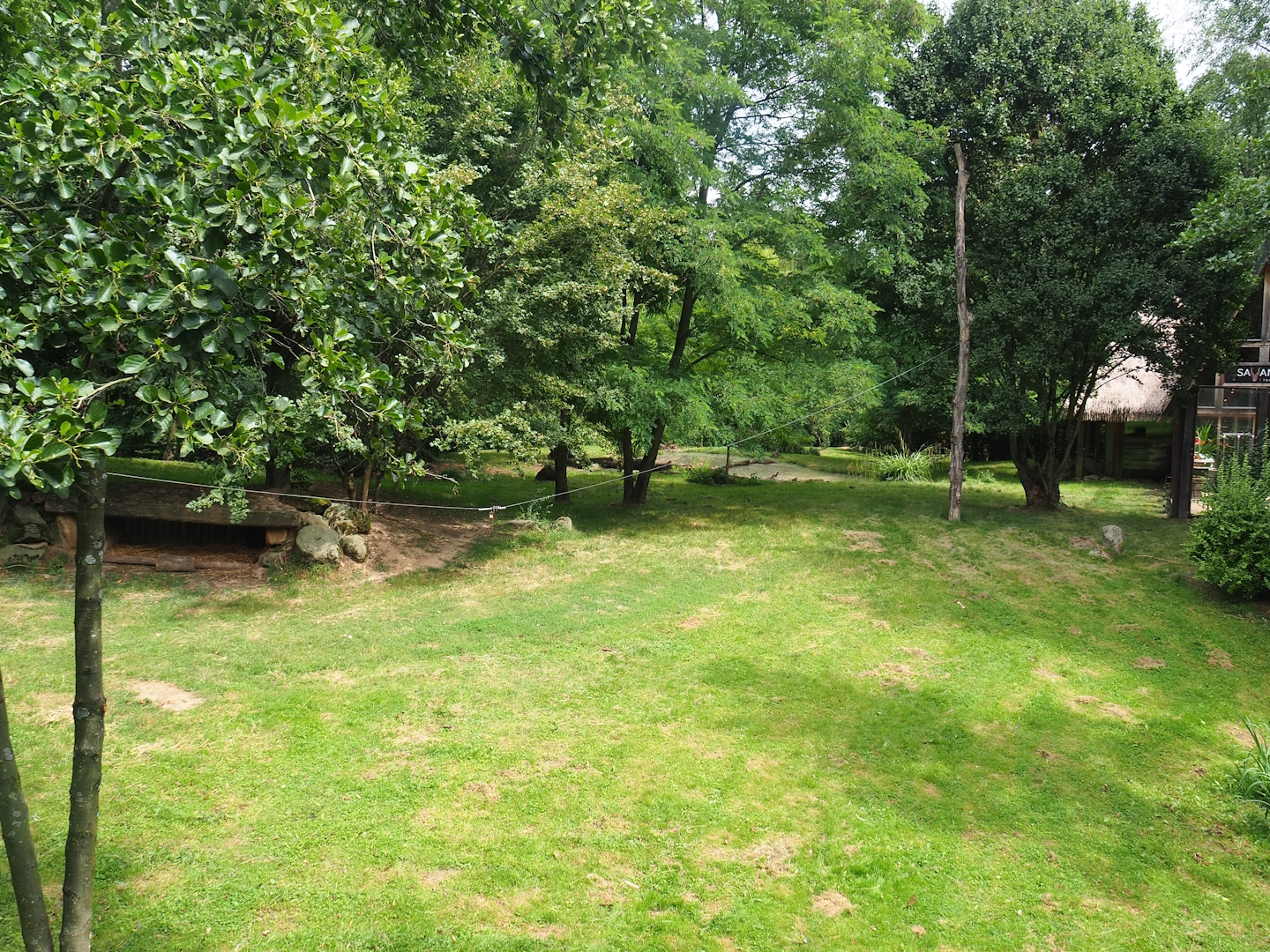 African wild dog exhibit, 2023-07-18