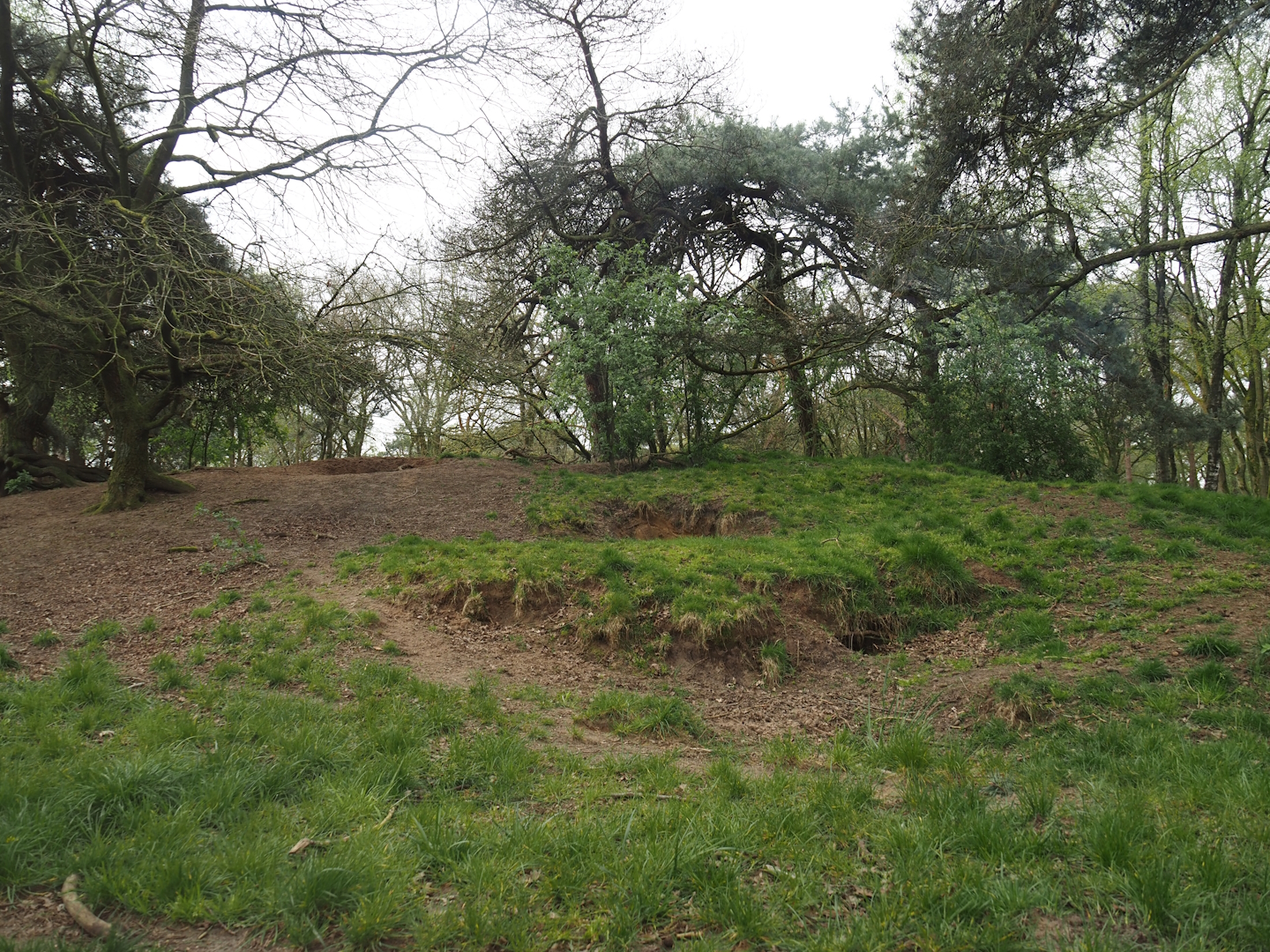 African wild dog exhibit, 2024-04-06
