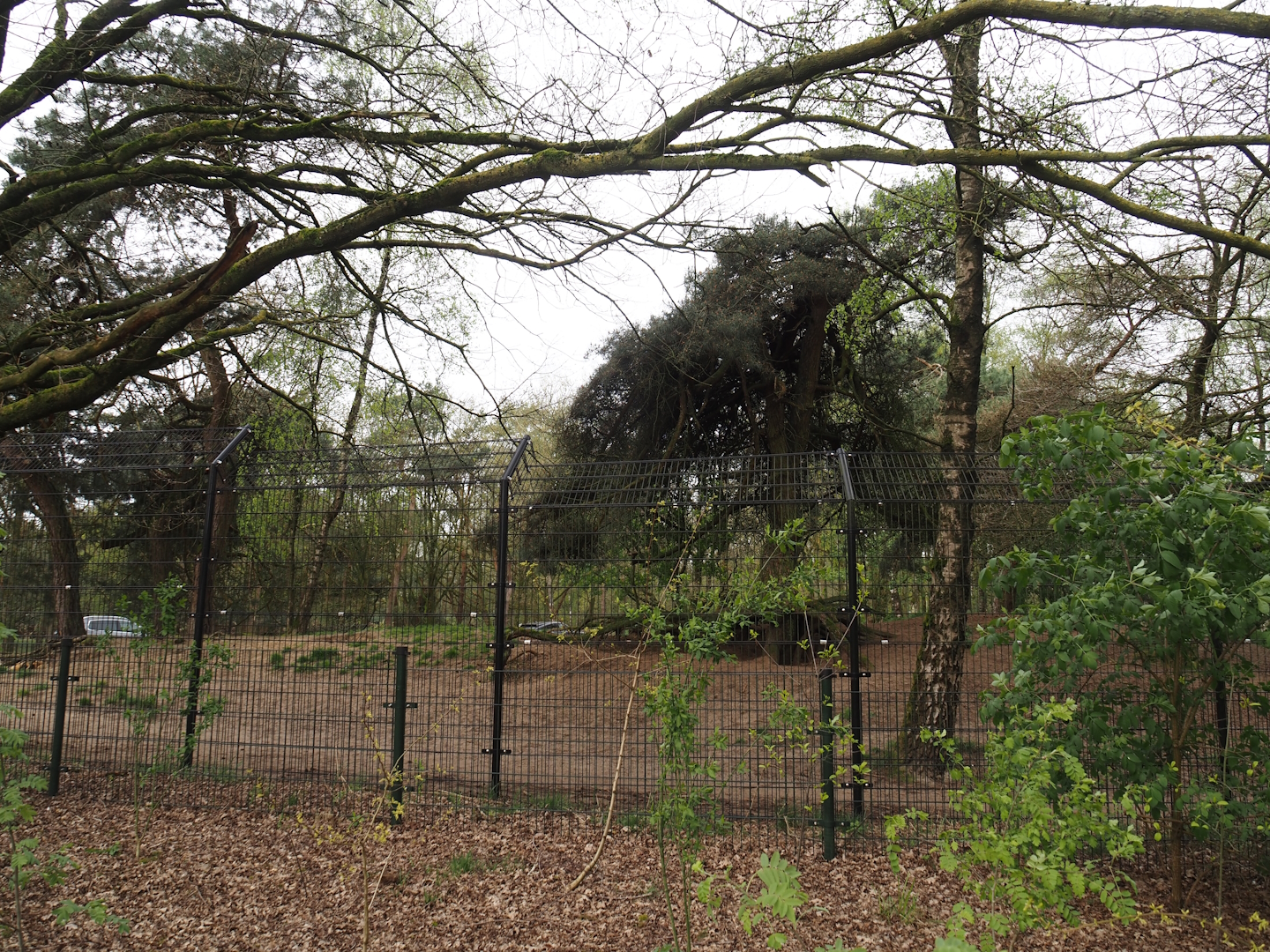 African wild dog exhibit, 2024-04-06