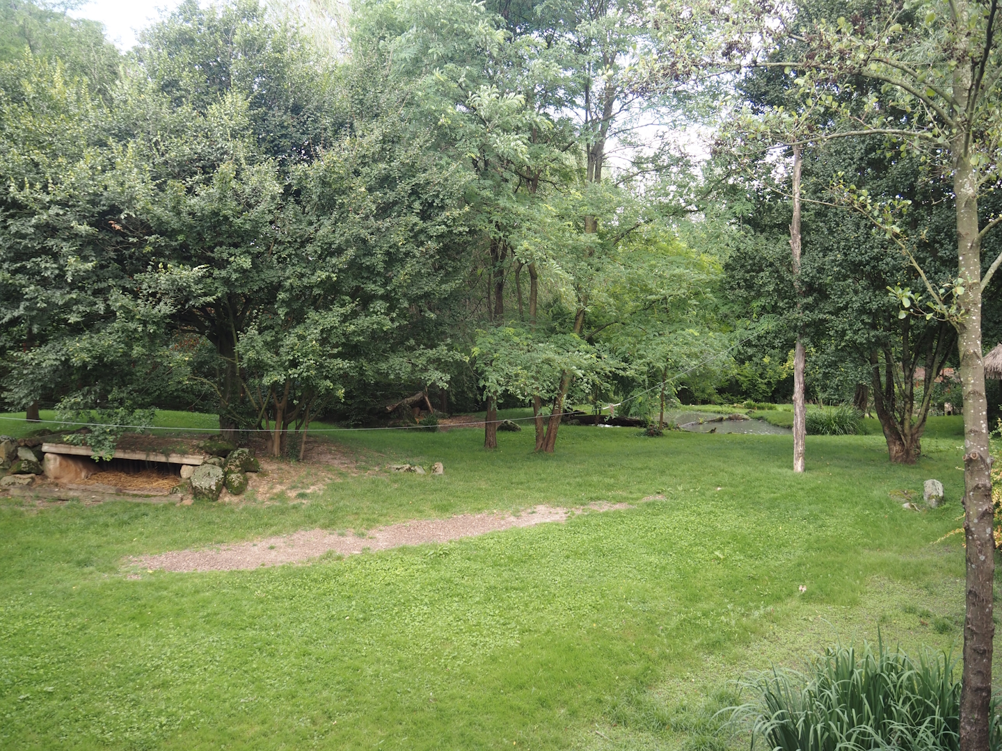 African wild dog exhibit, 2024-08-21