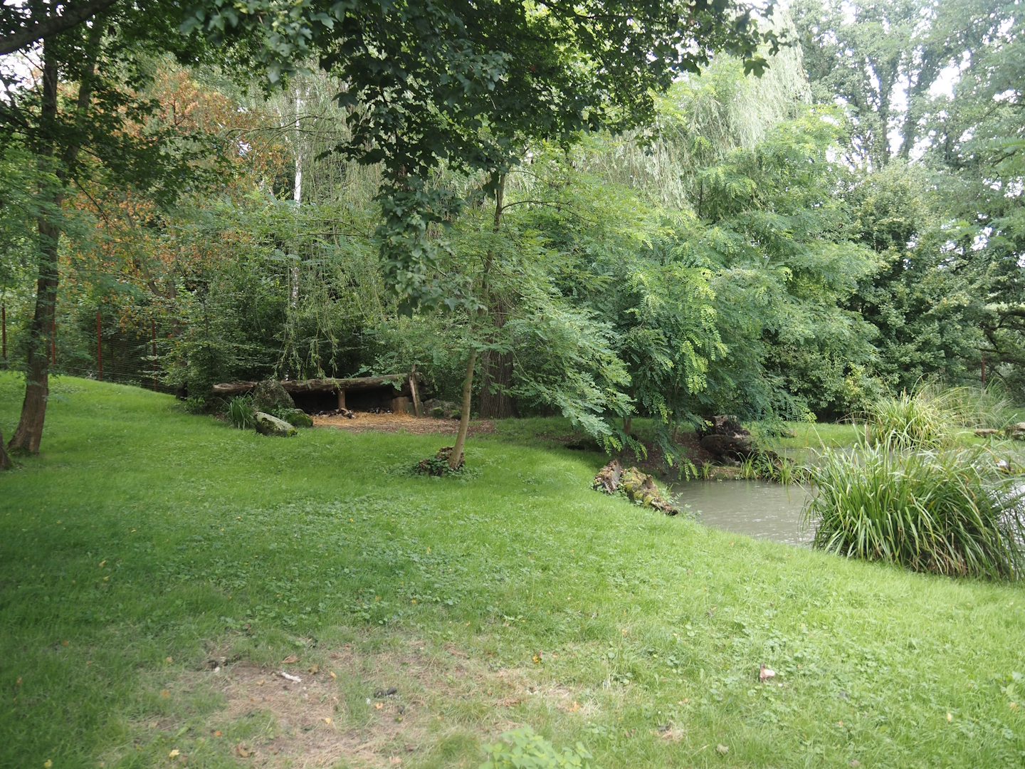 African wild dog exhibit, 2024-08-21