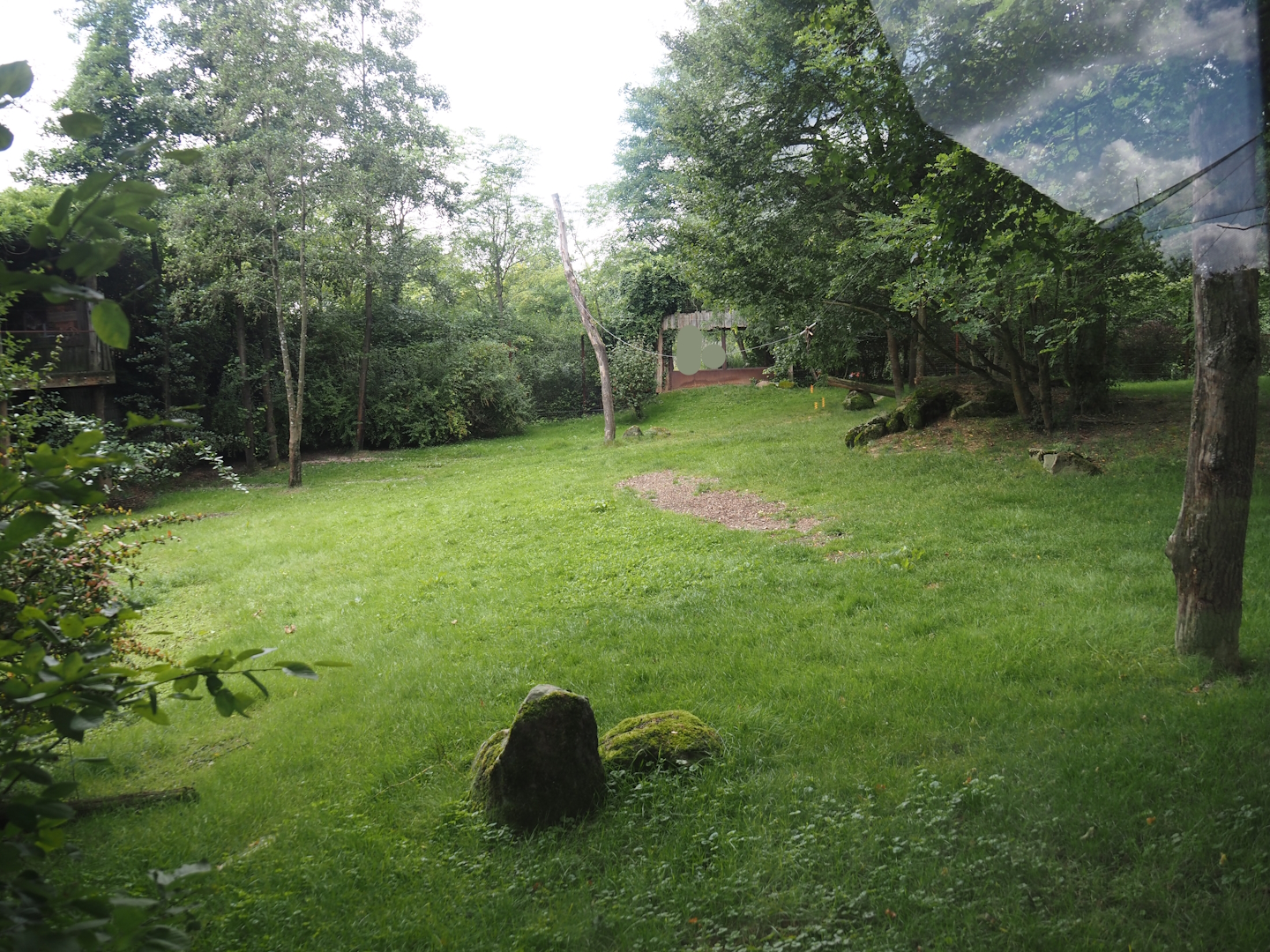 African wild dog exhibit, 2024-08-21