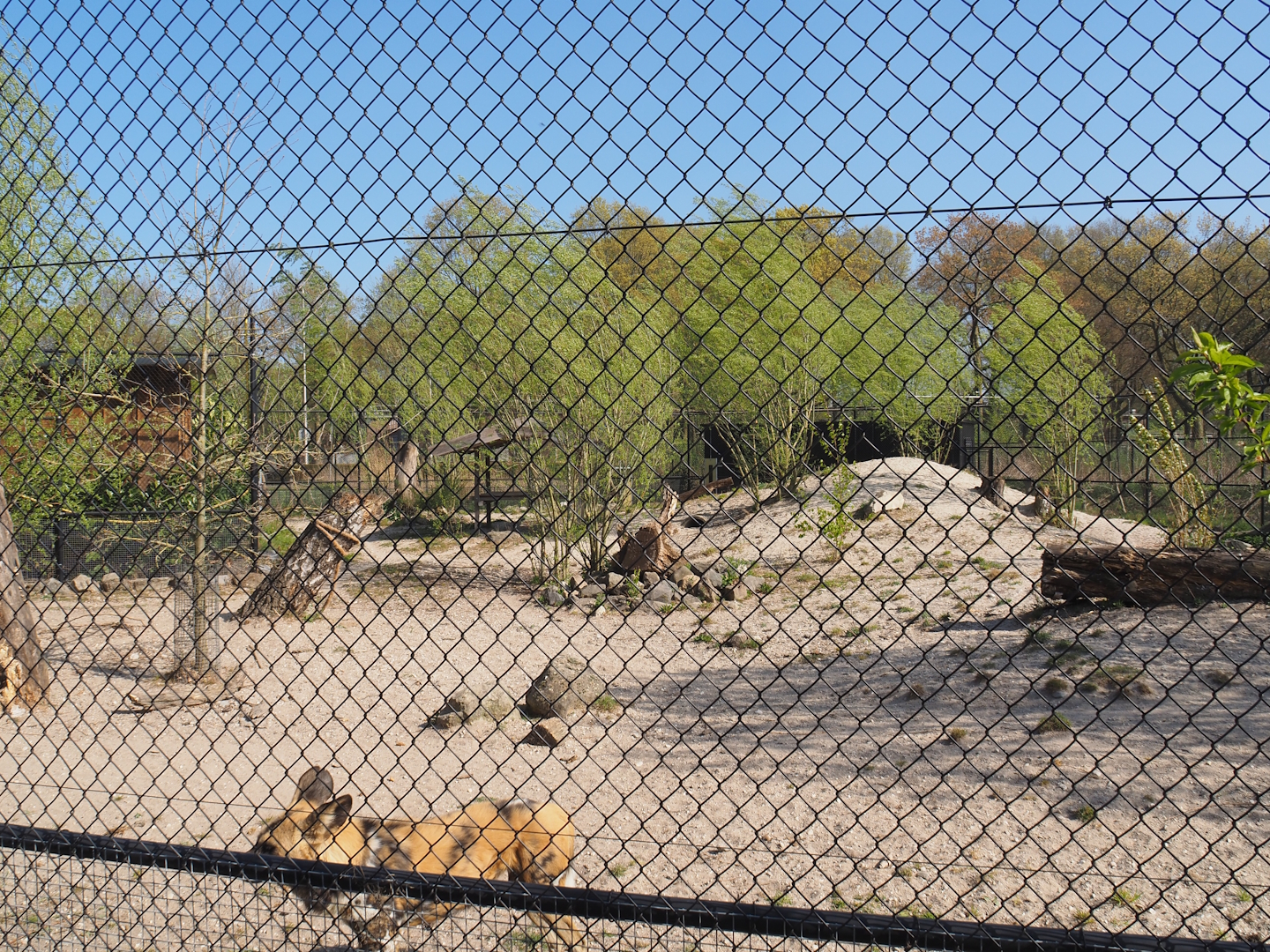 African wild dog exhibit, 2025-04-12