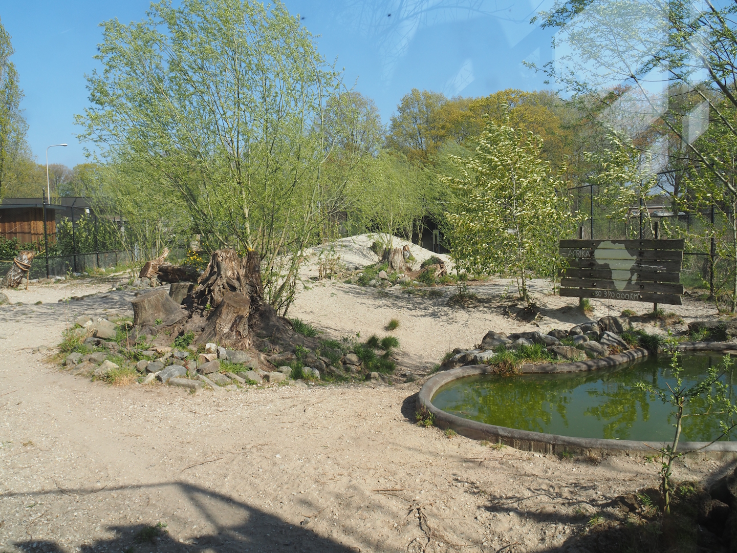 African wild dog exhibit, 2025-04-12