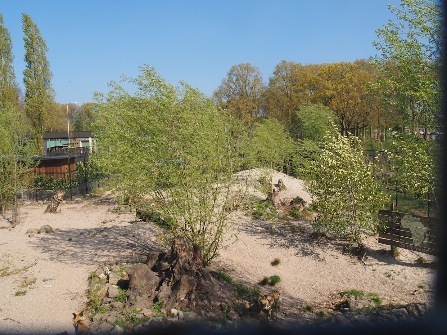 African wild dog exhibit, 2025-04-12