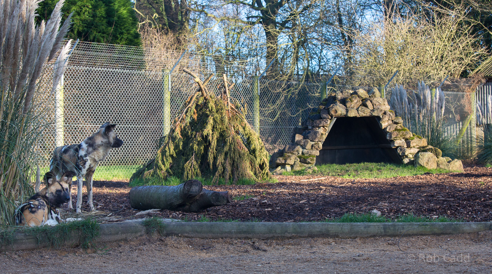 African wild dog (exhibit) : Africa Alive! : 02 Jan 2015