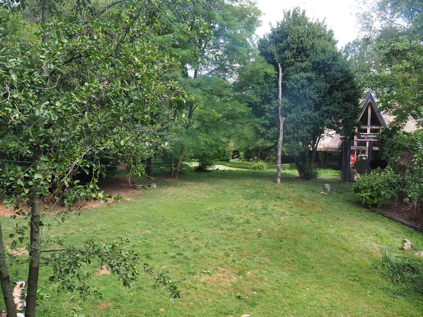 African wild dog exhibit and Savanna Lodge, 2022-08-20