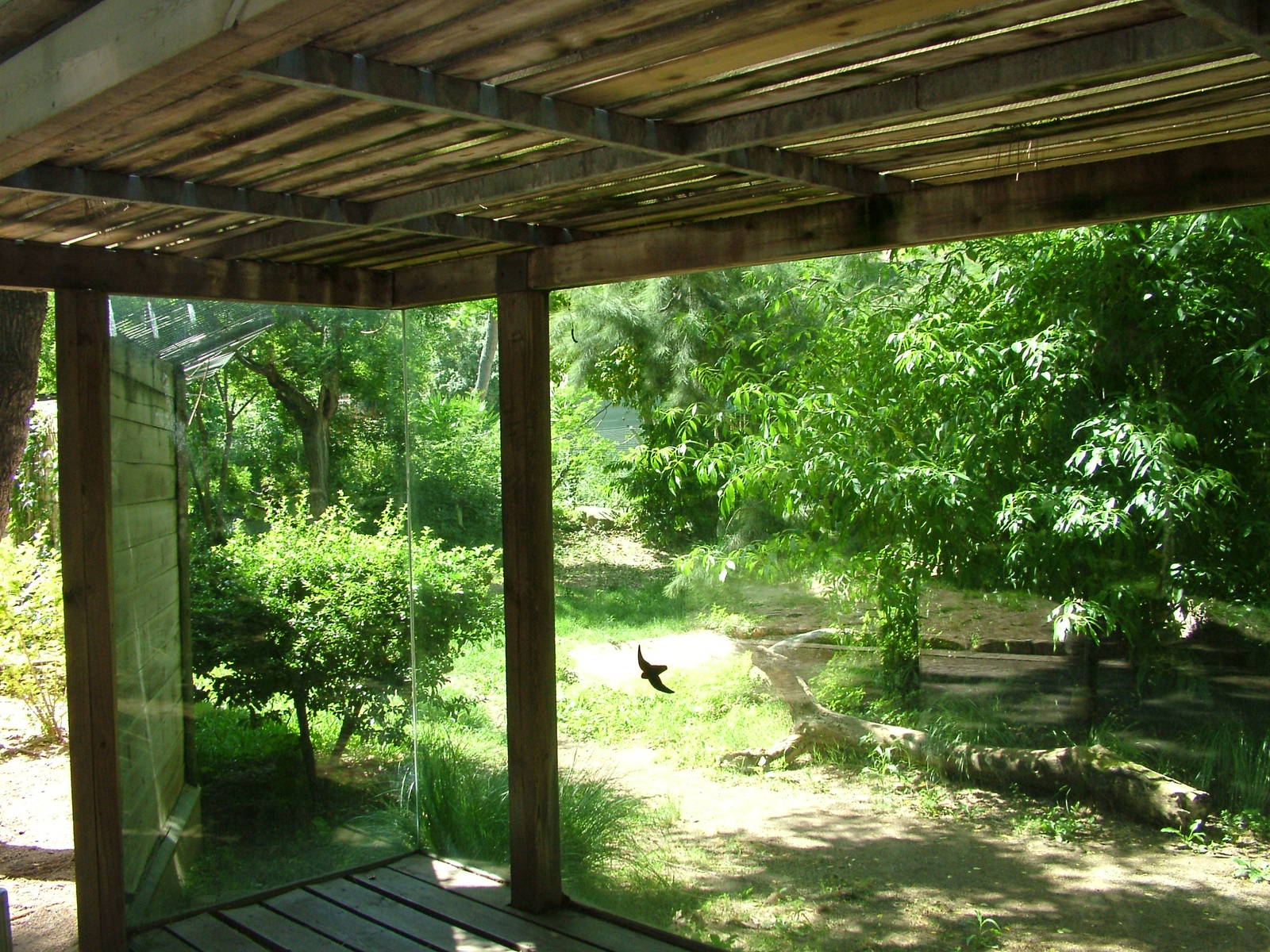 African Wild Dog Exhibit at Barcelona, 30/05/11