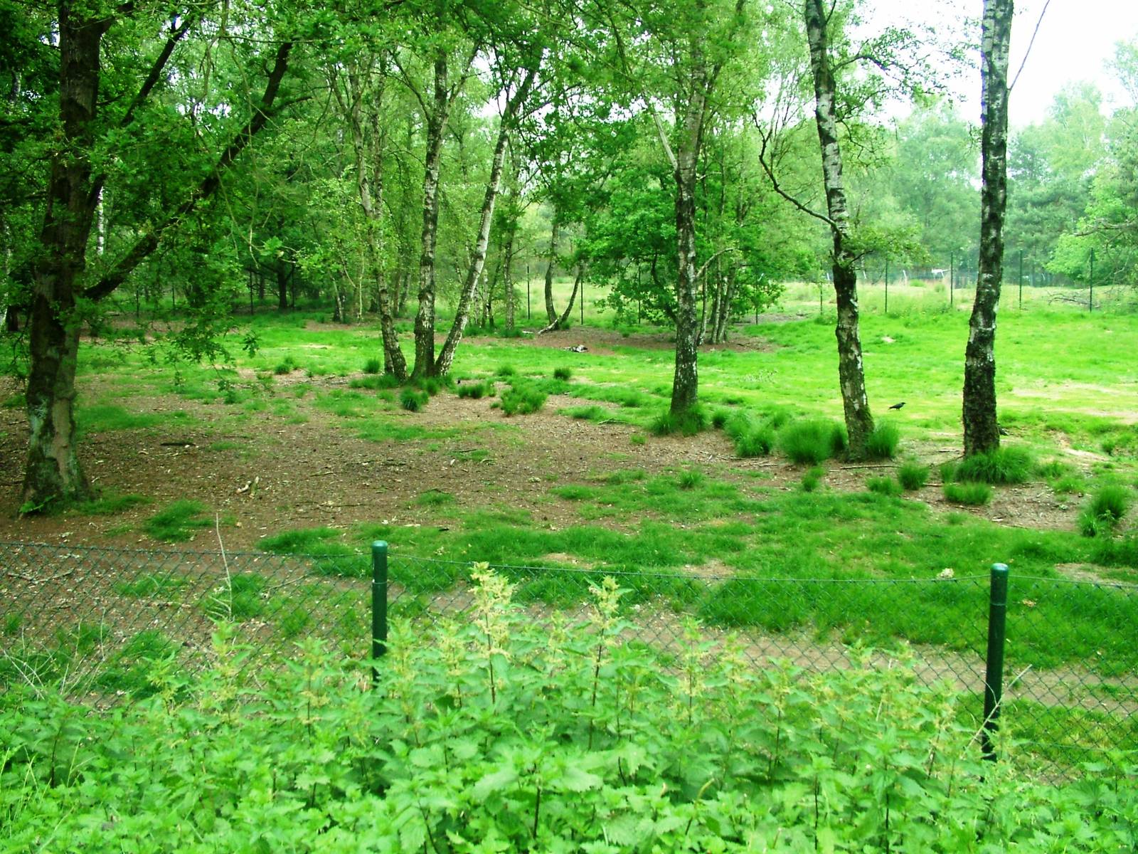 African Wild Dog Exhibit at Beekse Bergen, 31/05/12