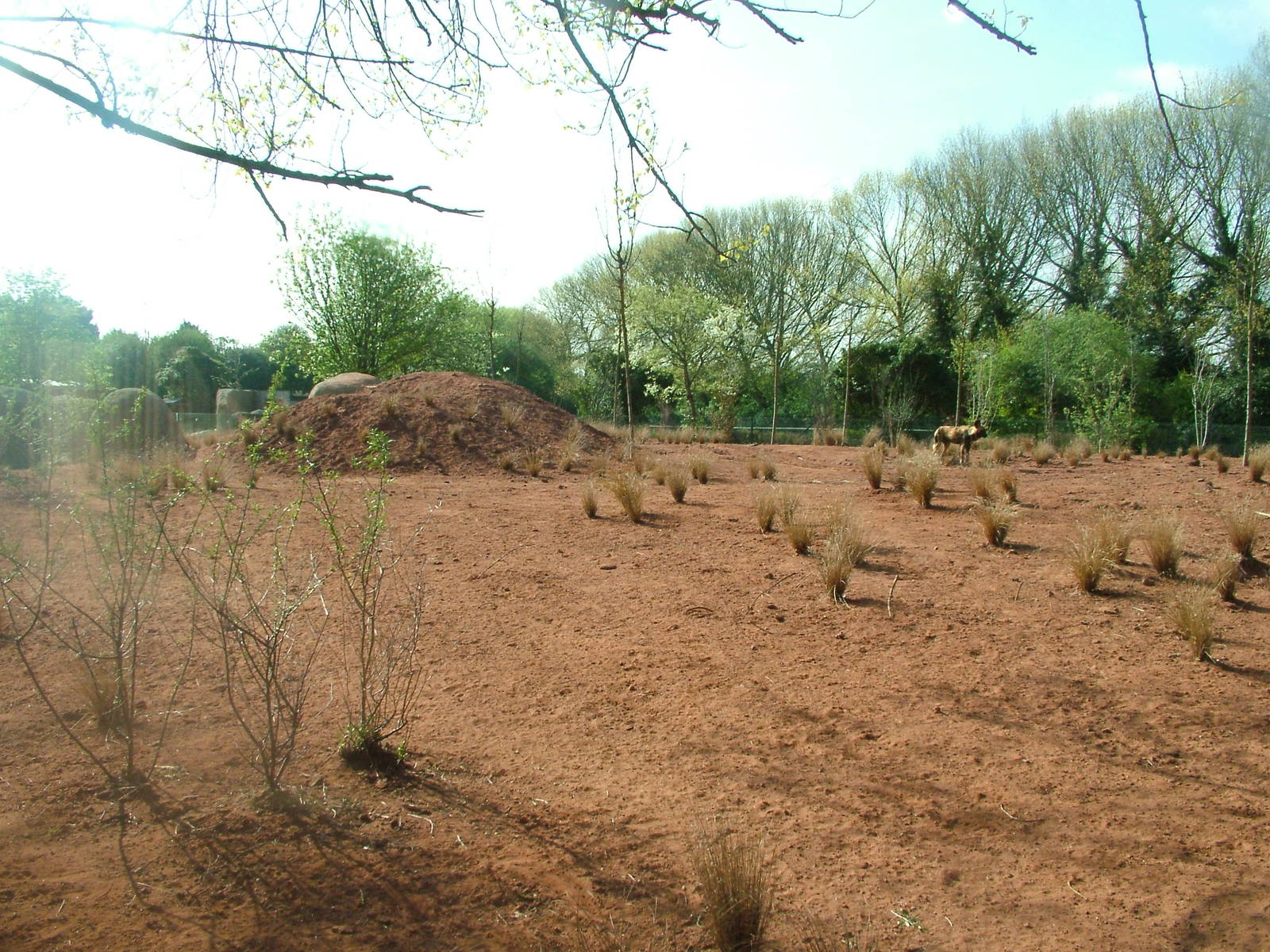 African Wild Dog Exhibit at Chester, 16/04/11