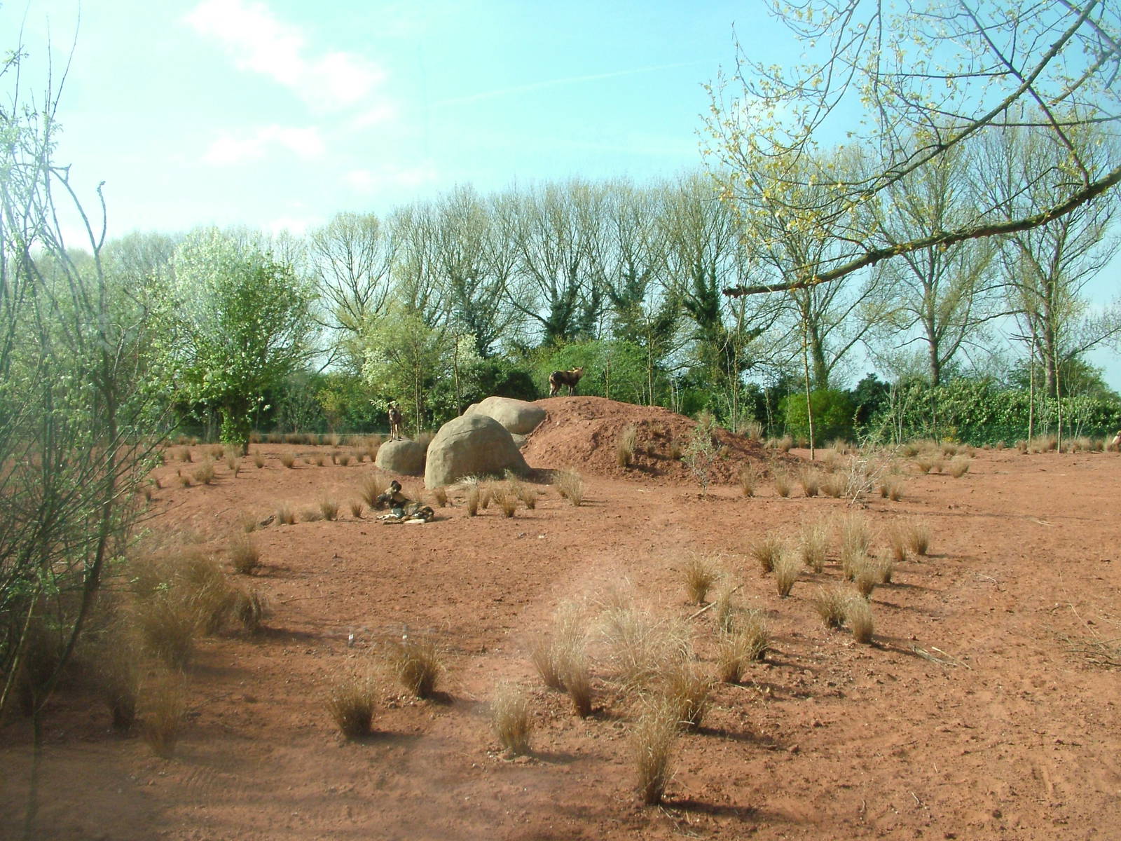 African Wild Dog Exhibit at Chester, 16/04/11
