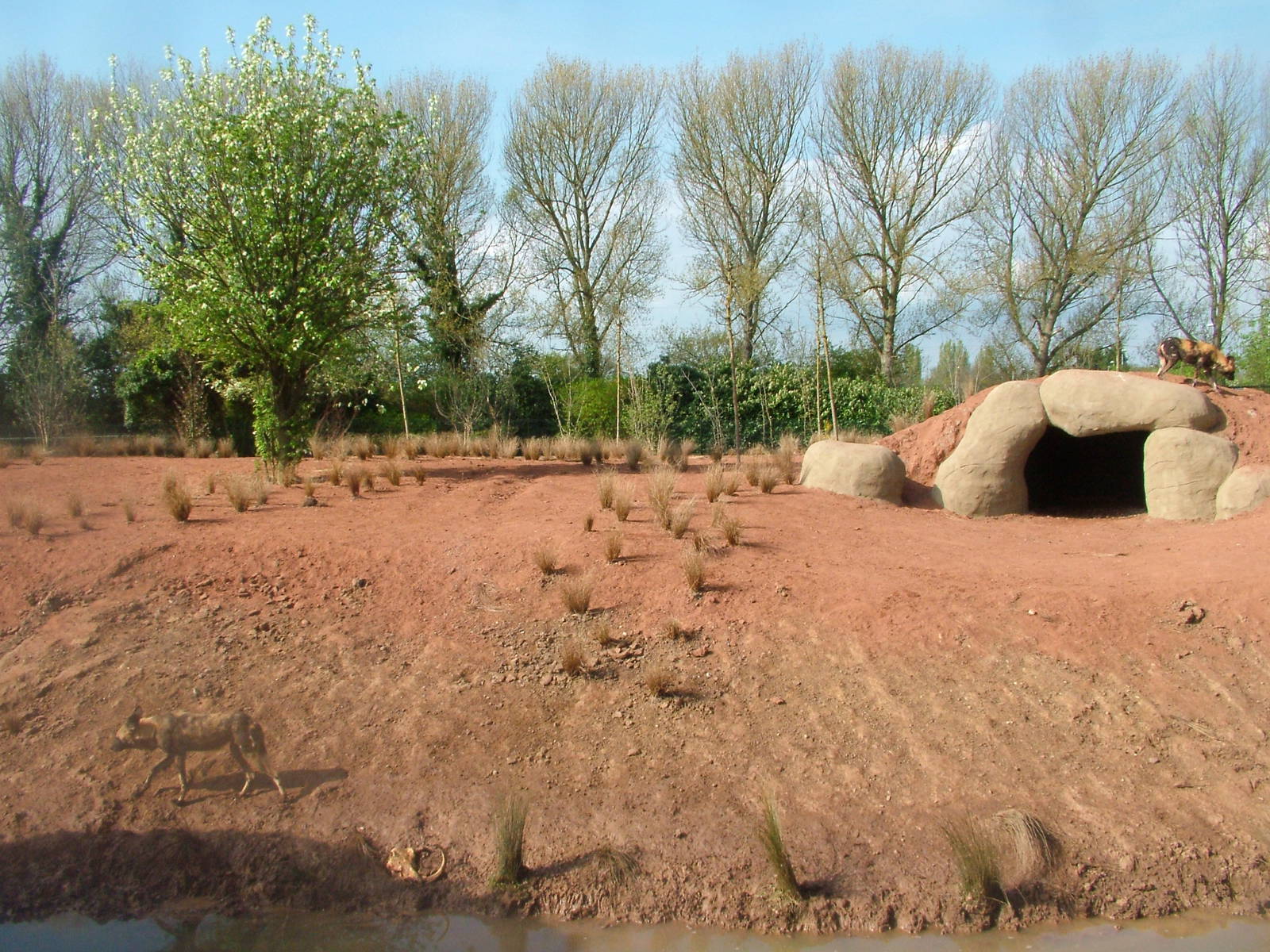 African Wild Dog Exhibit at Chester, 16/04/11