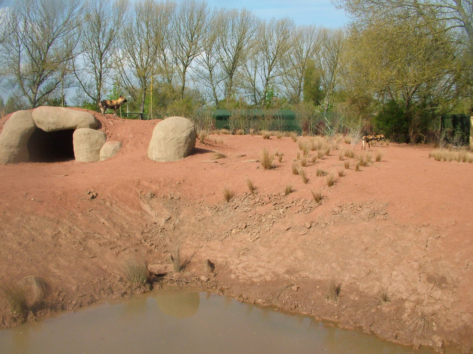 African Wild Dog Exhibit at Chester, 16/04/11