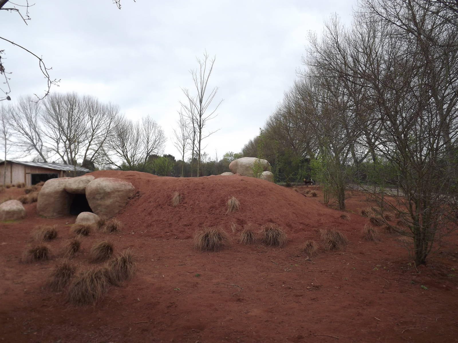 African Wild Dog exhibit at Chester Zoo 31/03/12