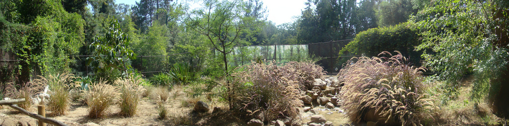 African Wild Dog exhibit at the Los Angeles Zoo
