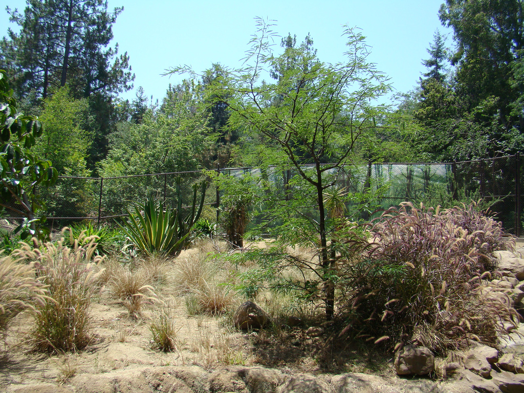 African Wild Dog exhibit at the Los Angeles Zoo