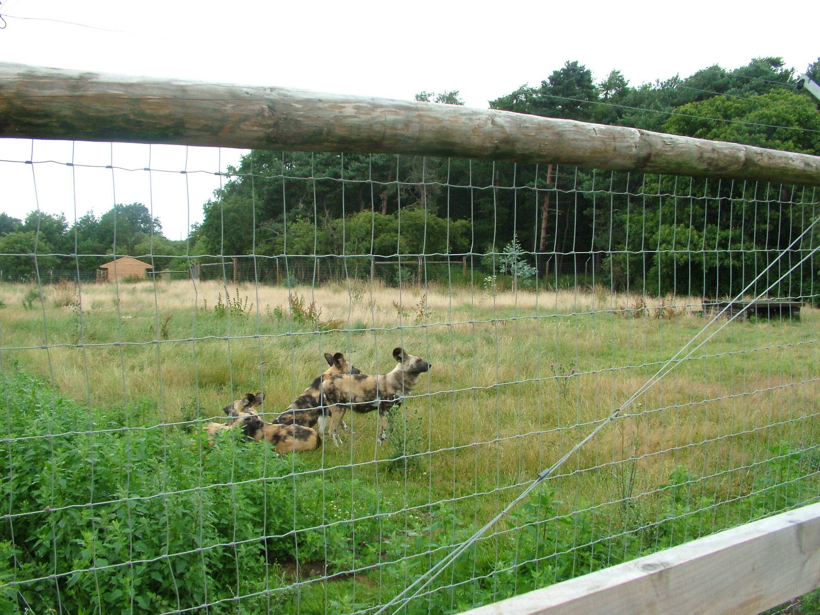 African Wild Dog Exhibit at Yorkshire WP, 18/07/10