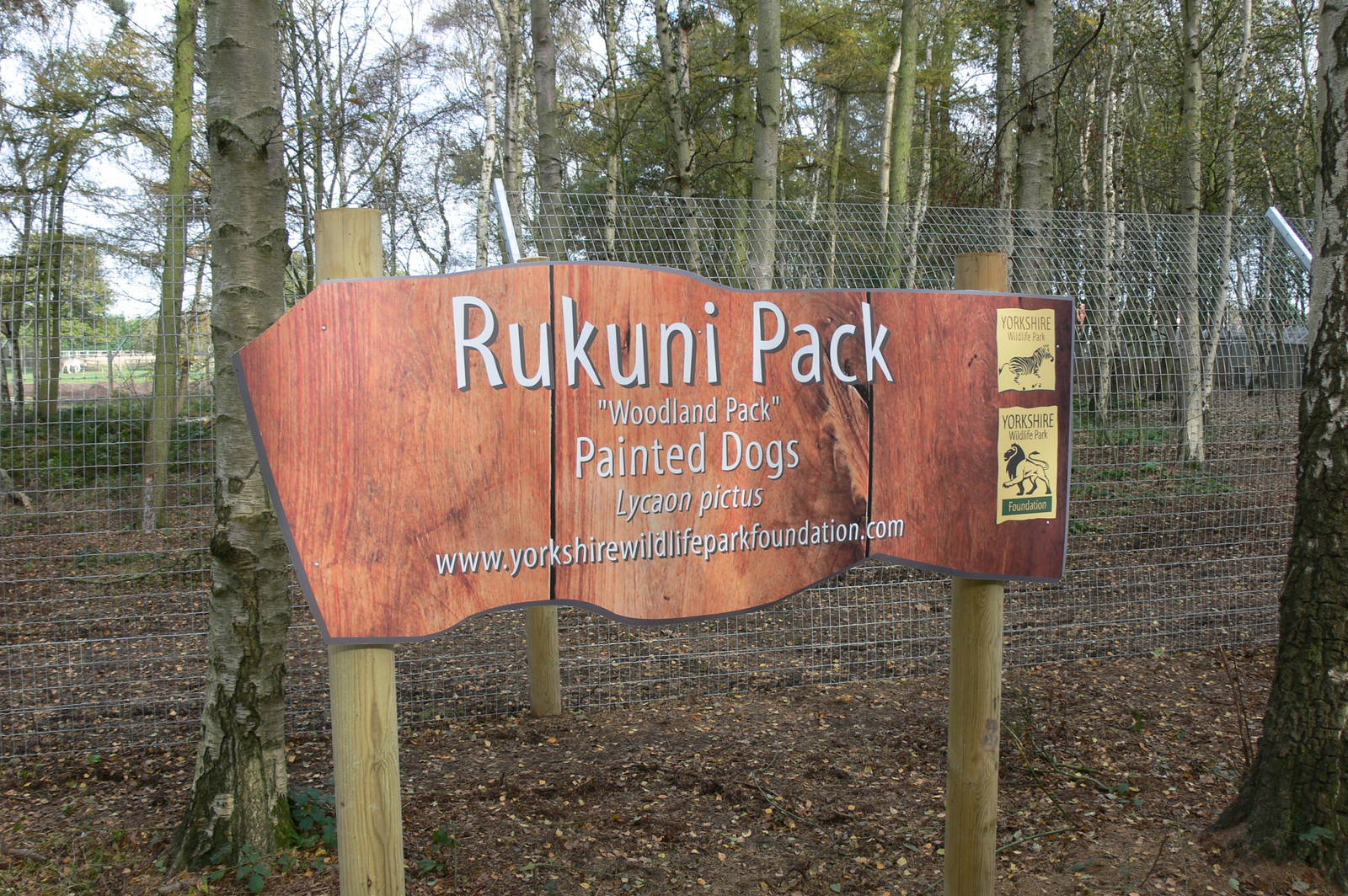 African Wild Dog Exhibit at Yorkshire WP, 28/10/14